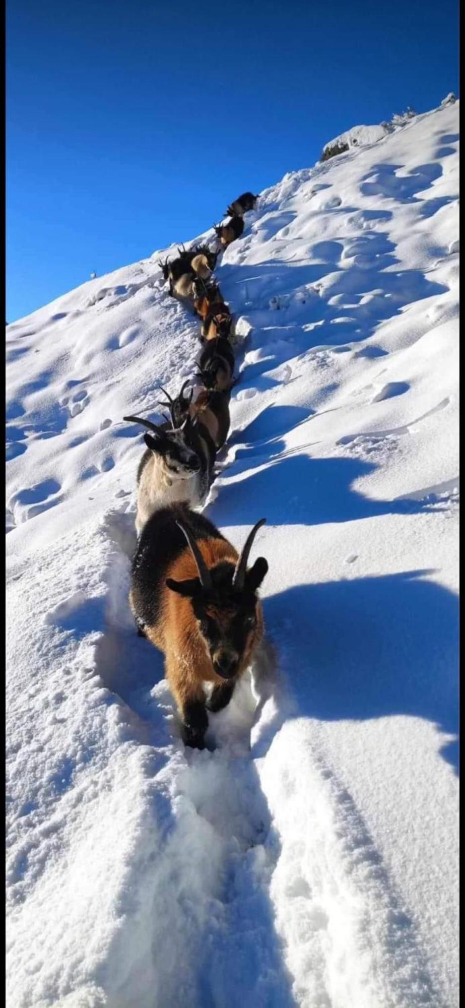 Apartmán Haus Waldesruh Neustift im Stubaital Exteriér fotografie